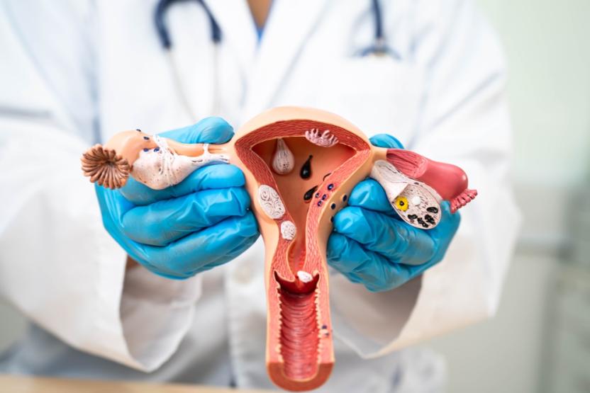 Uterus