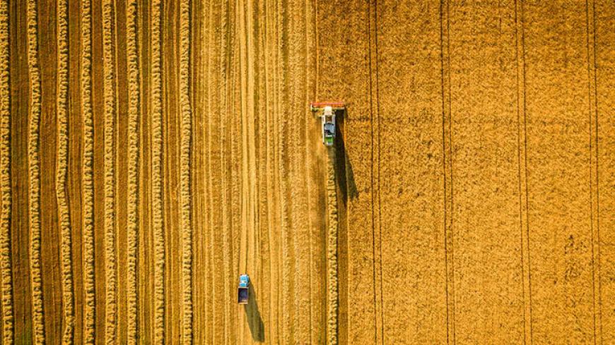 large field of crops monsanto chemicals were used on