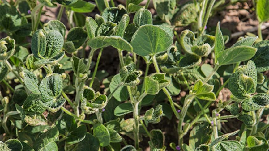 dicamba-lawsuit-mdl