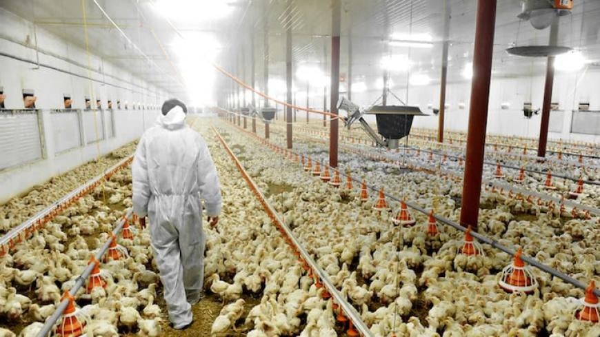 factory filled with farm-raised chickens