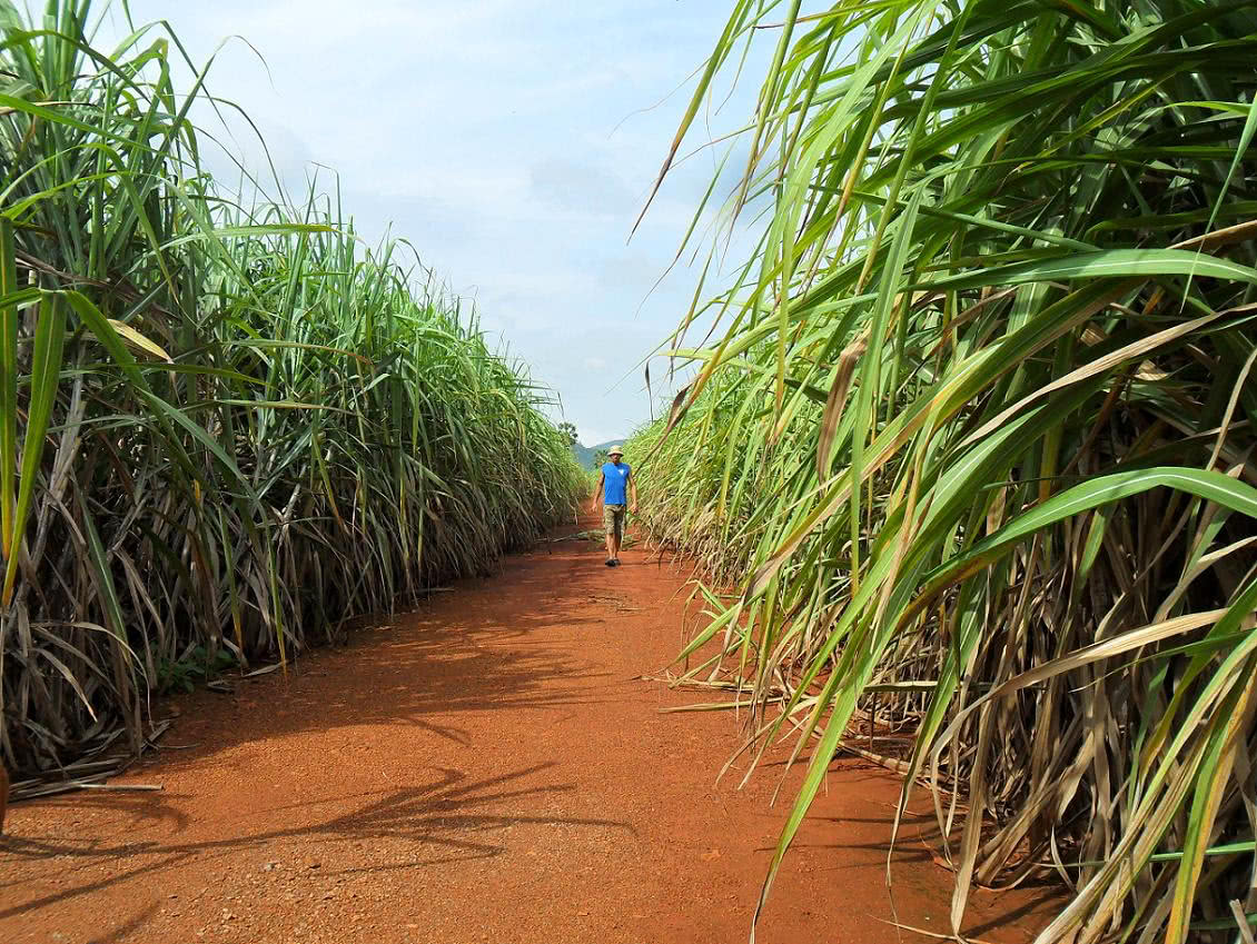 Sugar_cane_farm