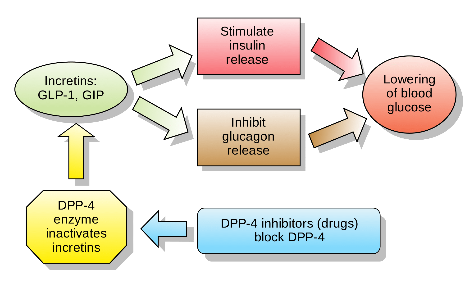 Incretins_and_DPP_4_inhibitors.svg